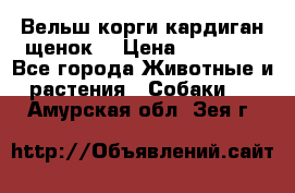 Вельш корги кардиган щенок  › Цена ­ 35 000 - Все города Животные и растения » Собаки   . Амурская обл.,Зея г.